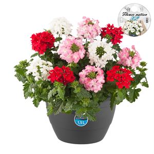 Bild von HP27 mono.mix Verbena Pink fire